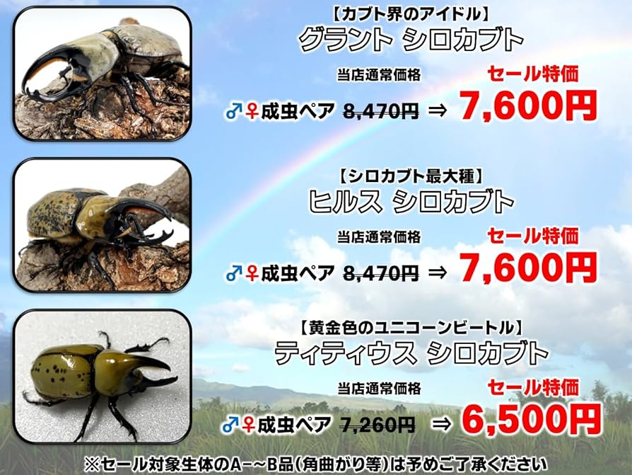 お取引中グラントシロカブト成虫　ペア グラントシロカブト 成虫 ペア ♂68.4mm♀52.2mm (グラシロ
